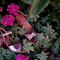 Sandals ladies